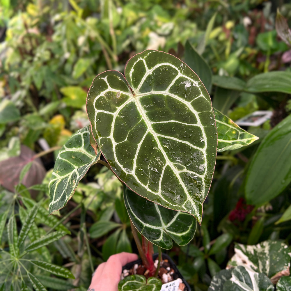 Anthurium Crystallinum