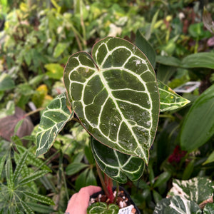 Anthurium Crystallinum