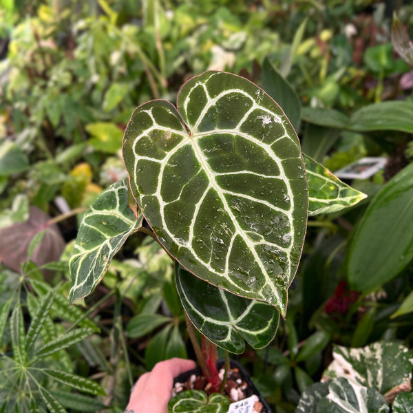 Anthurium Crystallinum