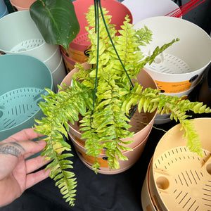 Golden Variegated Tiger Fern