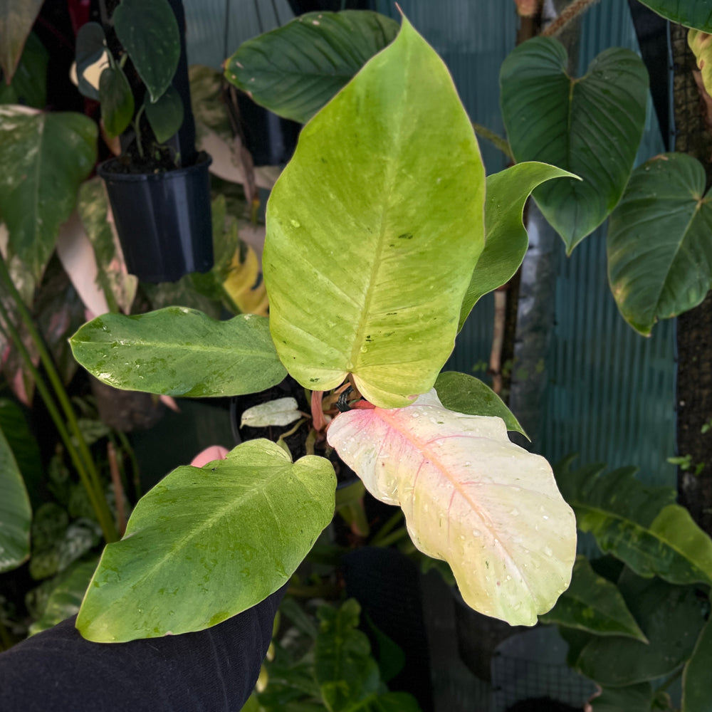 Philodendron Snowdrift | Variegated White Philodendron