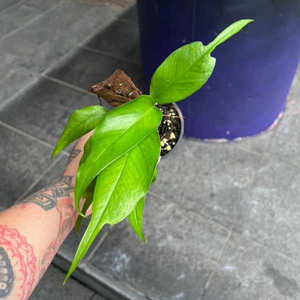 Epipremnum Skeleton Key | Unique Leaf Shape | Easy Care Climbing Aroid