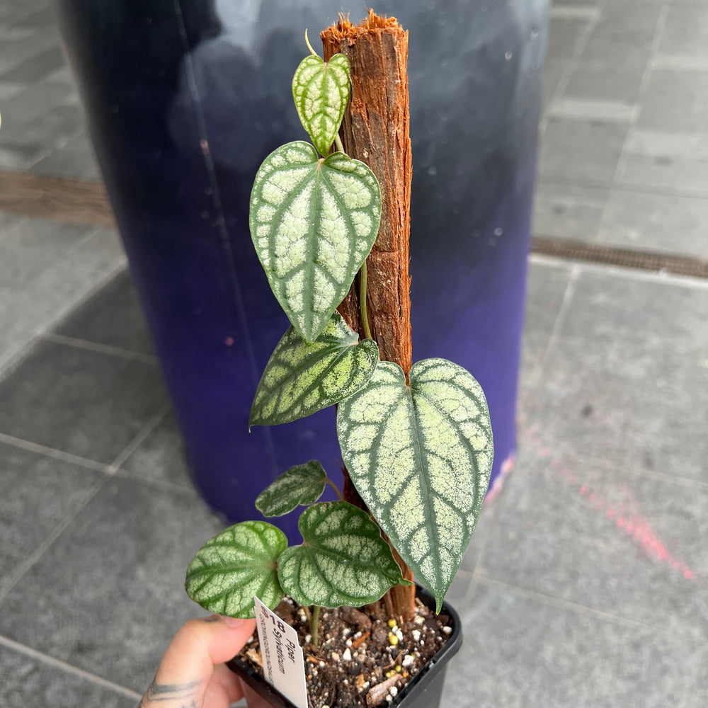 Piper Sylvaticum | Silver Pepper Vine | Rare Climber