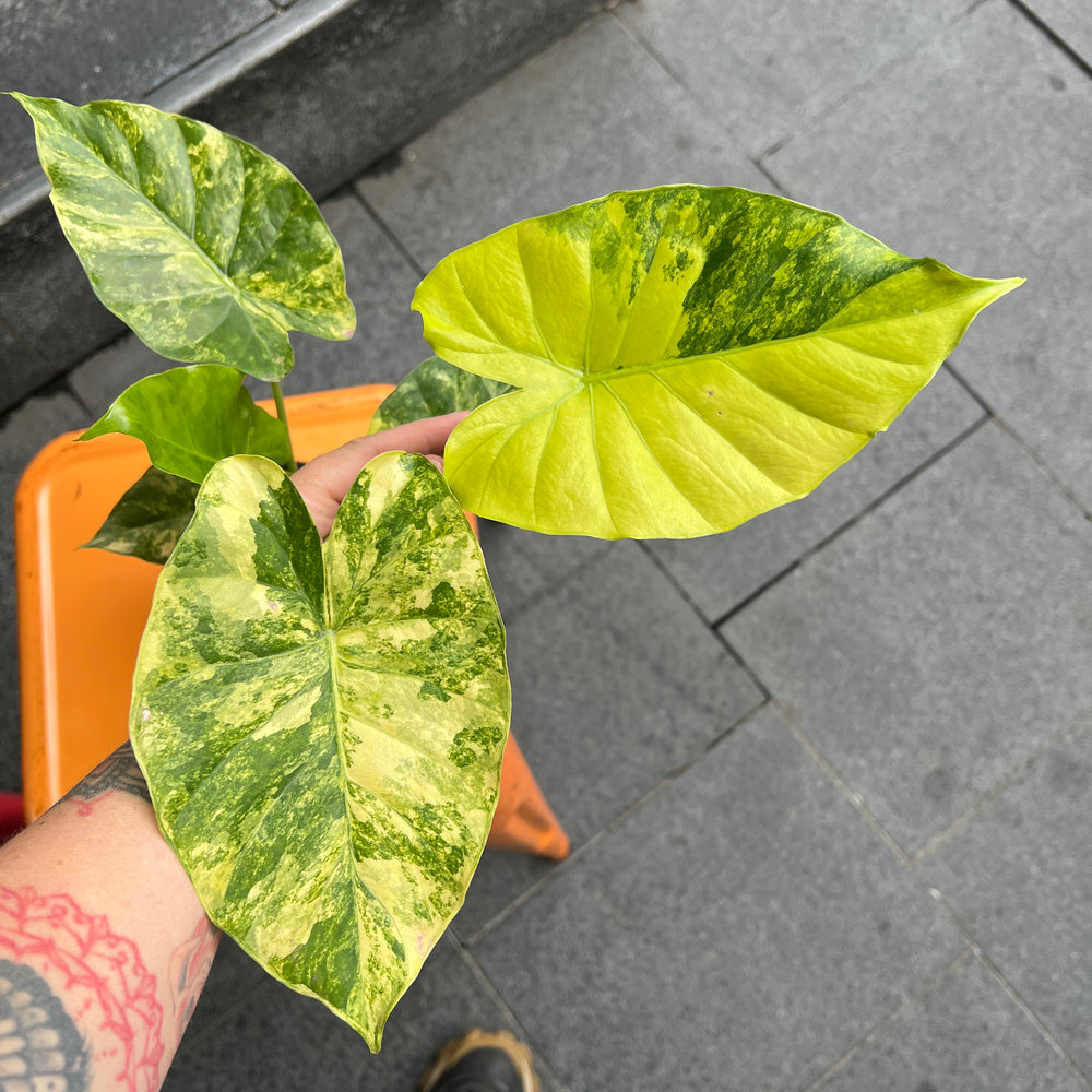 Alocasia Odora Aurea