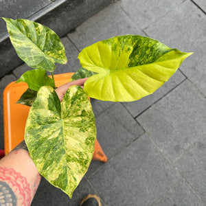 Alocasia Odora Aurea