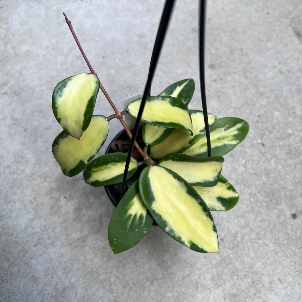 Hoya Verticillata Inner Variegated
