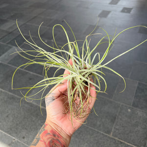 Tillandsia Schiedeana - Starfish Air Plant | Houseplant