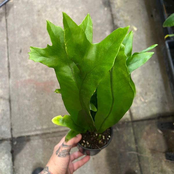 Green Flame Fern - Dwarf Elkhorn Fern | Houseplant
