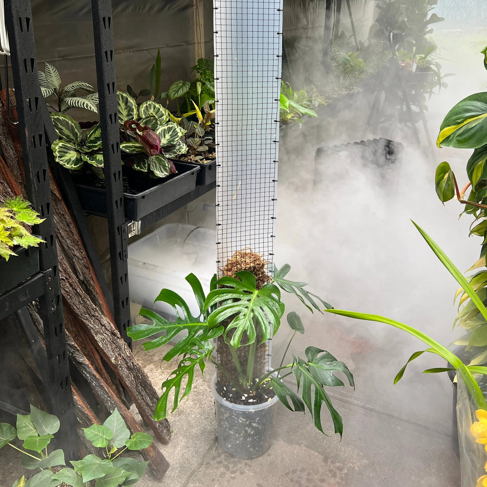 Propstick Fatty Long 1200mm | Large Climbing Plant Support