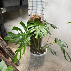 Propstick Fatty Long 1200mm | Large Climbing Plant Support