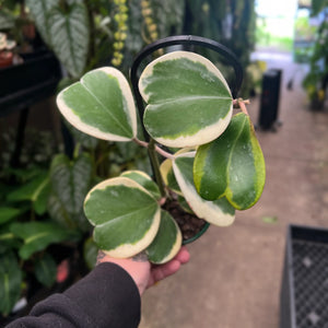 Hoya Kerrii Albomarginata | Variegated Sweetheart Hoya | Heart-Shaped Leaves