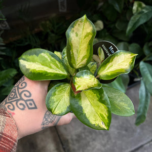 Hoya Lisa variegated wax plant with pink cream and green splashed foliage
