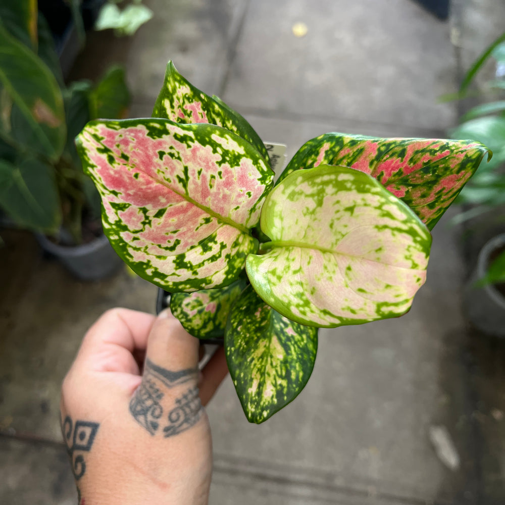 Pink Valentine Chinese Evergreen adding romantic colour to modern Australian living room interior