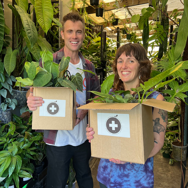 Plant Rescue Box | Mystery Imperfect Plant Bundle