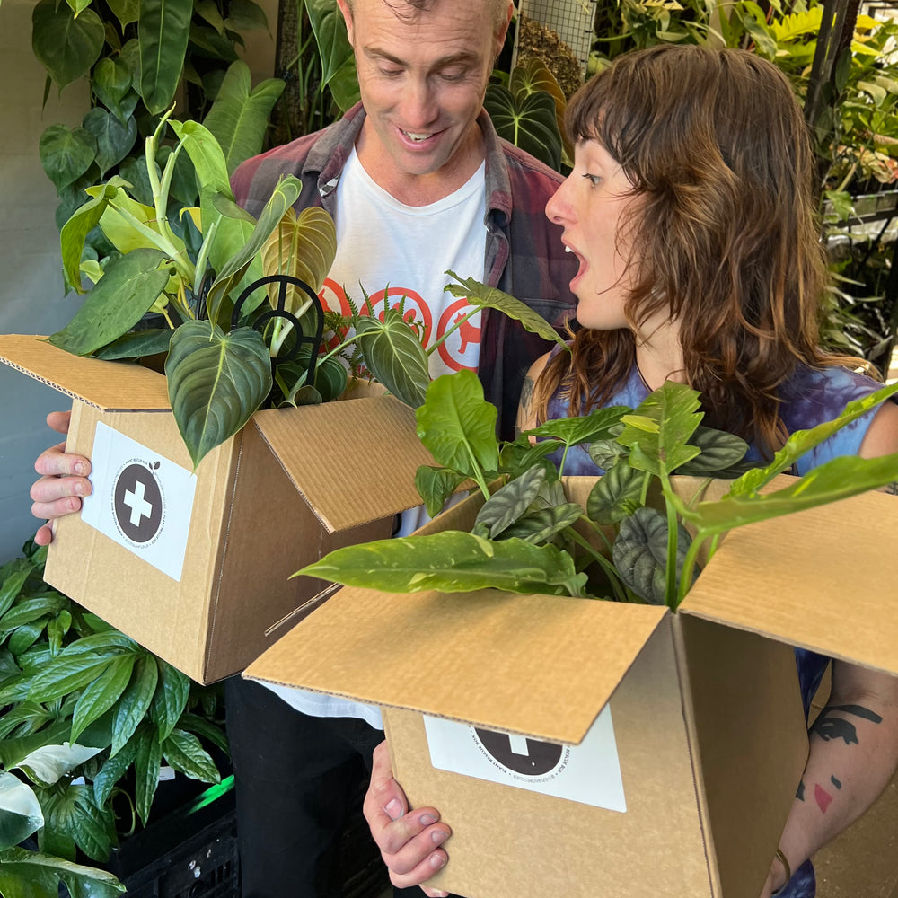 Plant Rescue Box | Mystery Imperfect Plant Bundle