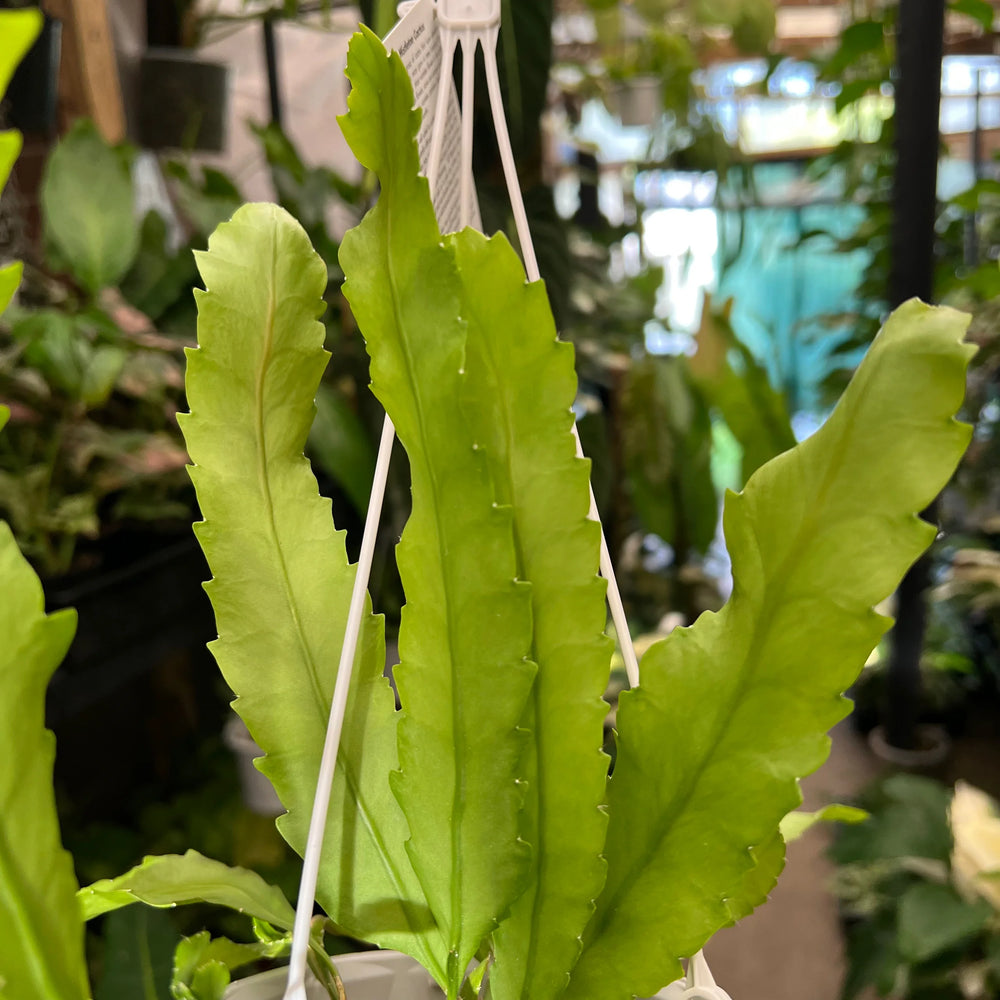 Lepismium Houlletianum | Snowdrop Cactus | Trailing Jungle Cactus