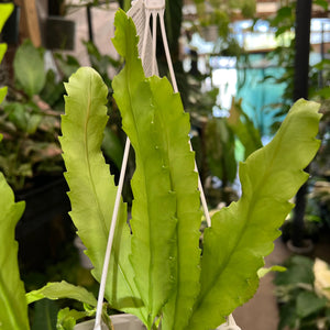 Lepismium Houlletianum | Snowdrop Cactus | Trailing Jungle Cactus