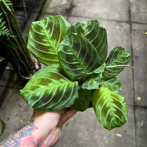Maranta Leuconeura Massangeana showing distinctive dark green and cream variegated rabbit track patterns