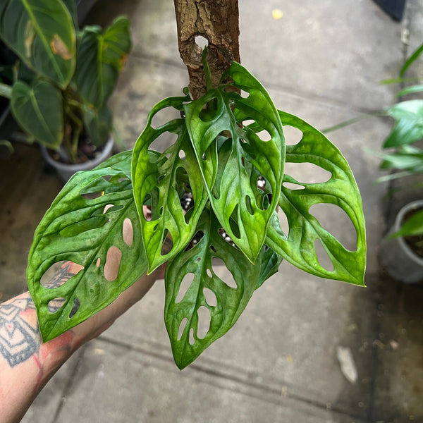 Monstera Monkey Mask with distinctive fenestrated Swiss cheese leaves trailing from pot