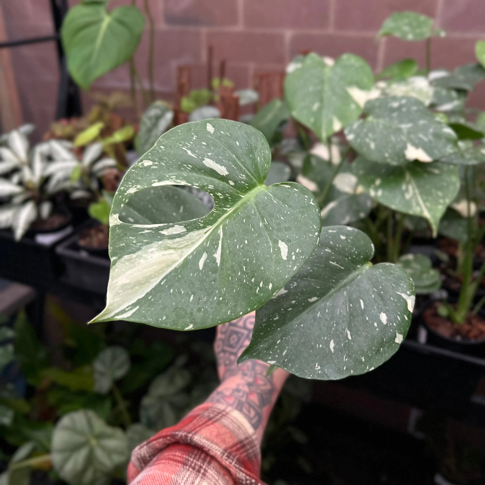 Monstera Thai Constellation showing cream and green marbled variegation
