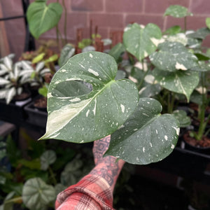 Monstera Thai Constellation showing cream and green marbled variegation
