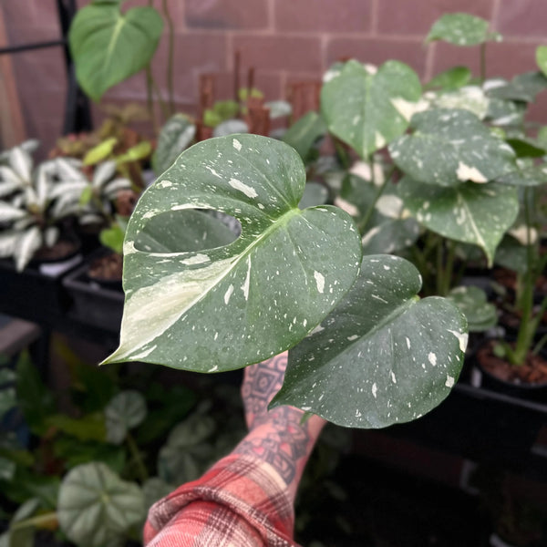 Monstera Thai Constellation showing cream and green marbled variegation
