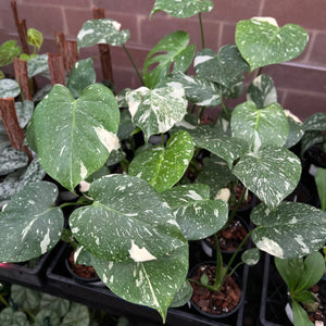 Rare Monstera Thai Constellation plant with dramatic fenestrations and stable cream variegation