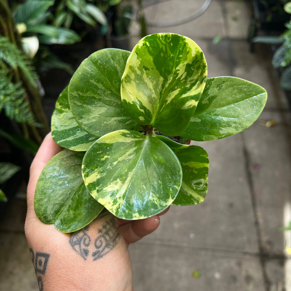 Peperomia Obtusifolia Marble - Baby Rubber Plant | Houseplant