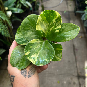 Peperomia Obtusifolia Marble - Baby Rubber Plant | Houseplant