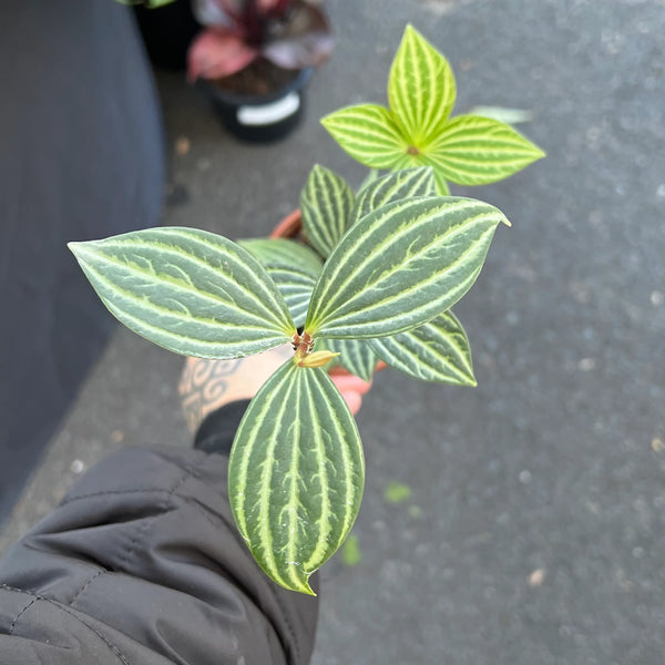 Peperomia Parallel showing distinctive parallel green stripes with translucent window panels in nursery pot