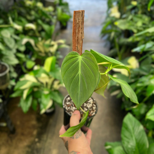Philodendron Micans | Velvet Leaf Heart-Shaped Trailing