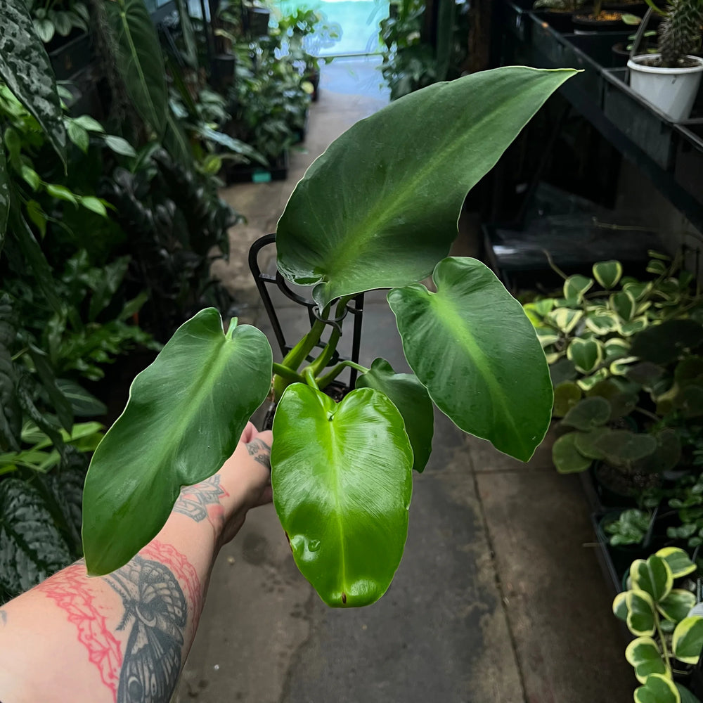 Philodendron Rugosum Aberrant with smooth elongated wavy leaves
