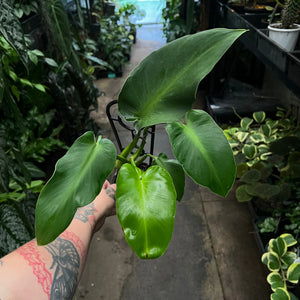 Philodendron Rugosum Aberrant with smooth elongated wavy leaves
