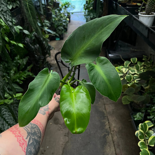 Philodendron Rugosum Aberrant with smooth elongated wavy leaves
