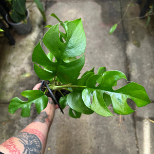 Rhaphidophora Tetrasperma Mini Monstera with fenestrated split leaves in nursery pot showing climbing vine growth habit