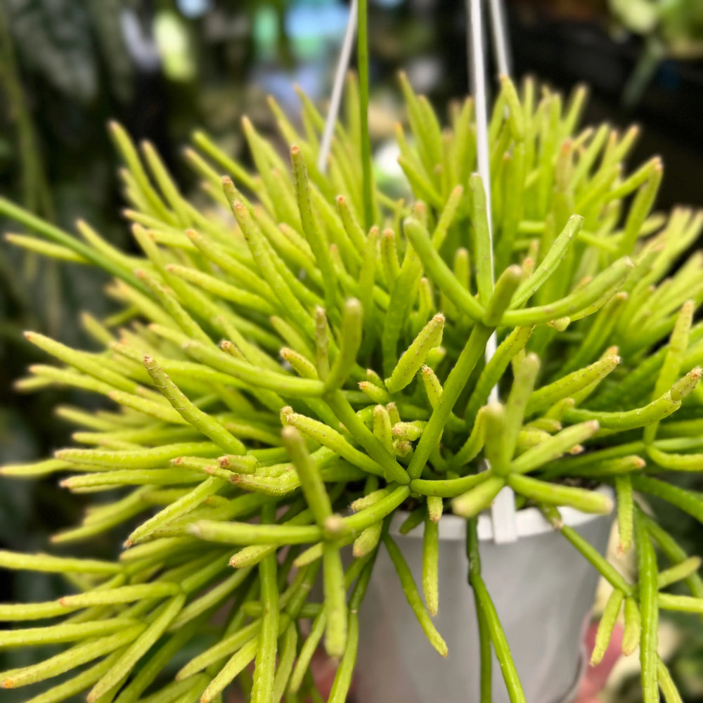 Rhipsalis Teres F. Prismatica | Mistletoe Cactus