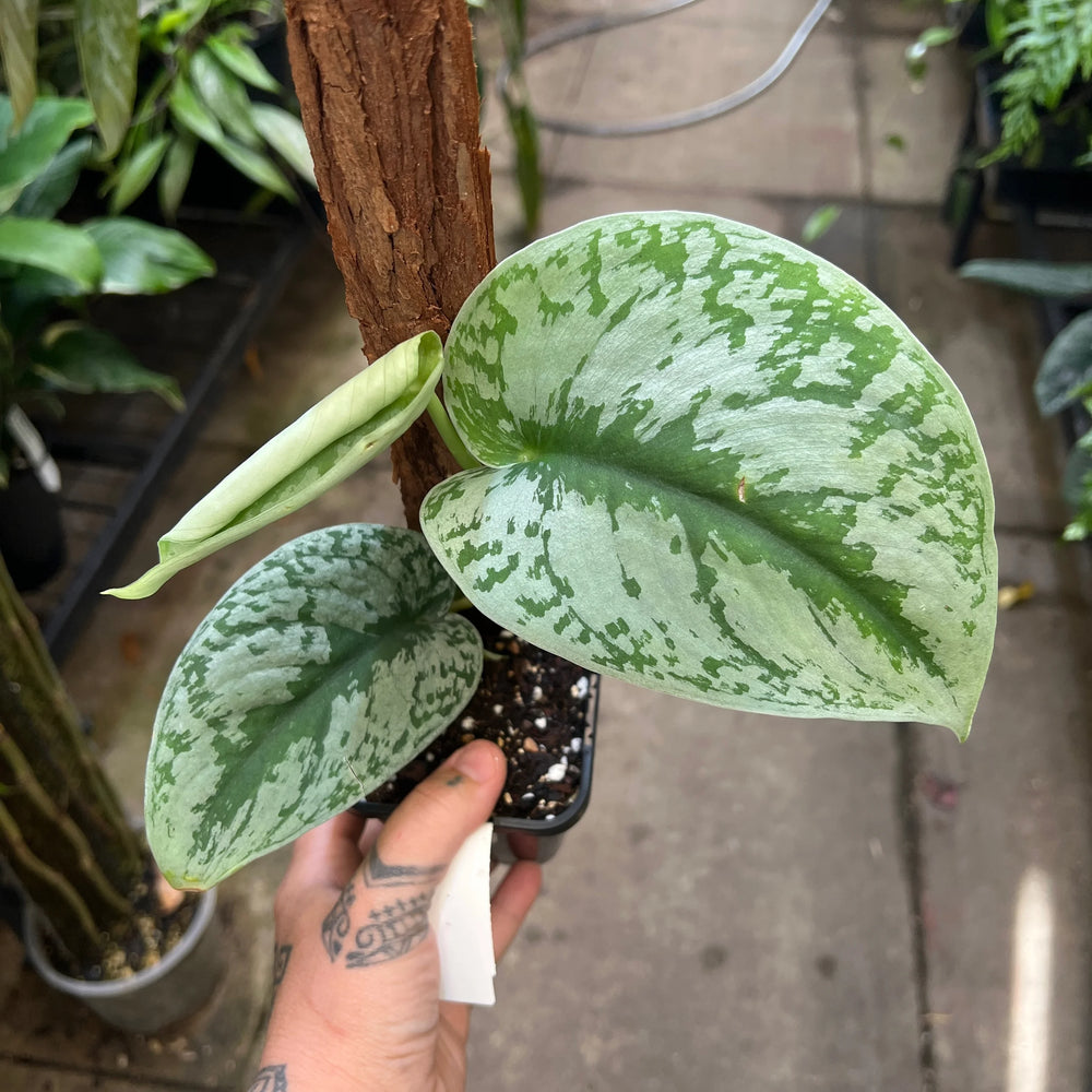 Scindapsus Exotica Silver Satin Pothos with heart-shaped silver-variegated leaves in nursery pot showing trailing vine growth