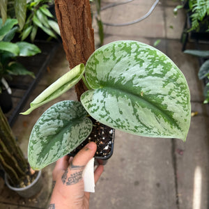 Scindapsus Exotica Silver Satin Pothos with heart-shaped silver-variegated leaves in nursery pot showing trailing vine growth