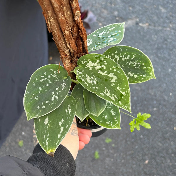 Scindapsus Pictus Argyraeus showing heart-shaped leaves with classic silver splash patterns