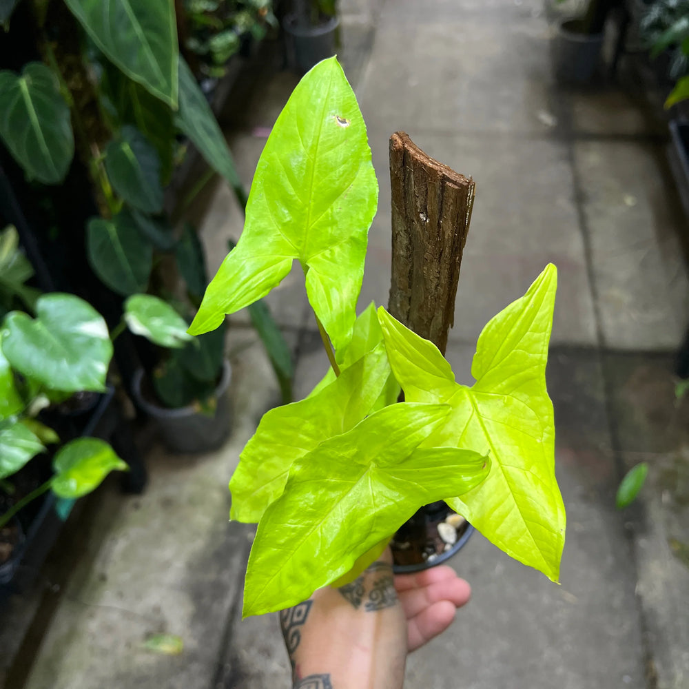 Syngonium Yellow Neon with electric lime-green arrow-shaped leaves in nursery pot