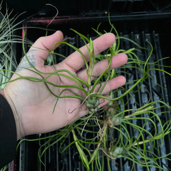 Tillandsia Bulbosa air plant showing distinctive bulbous base and curved tubular leaves