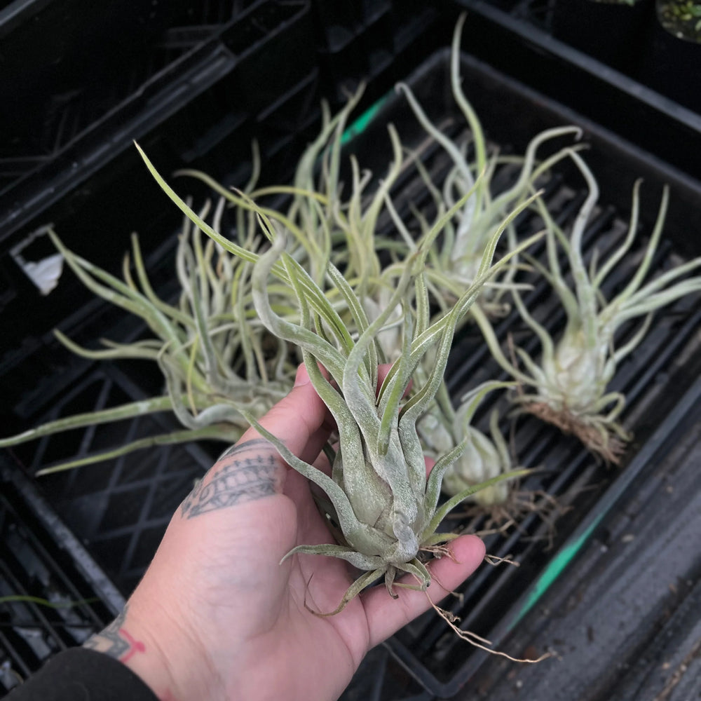 Tillandsia Caput-Medusae air plant with twisted silvery leaves resembling Medusa's hair