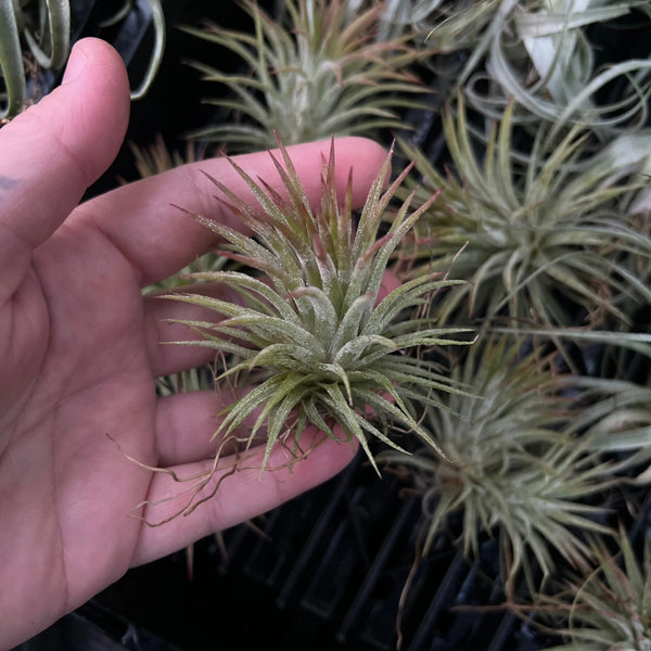 Tillandsia Ionantha sky plant air plant silvery green compact rosette no soil Australia
