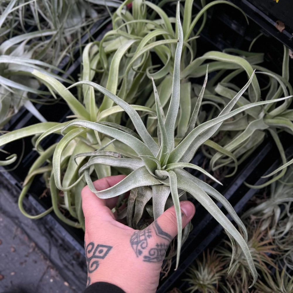 Tillandsia Streptophylla X Caput air plant curly spiral leaves no soil epiphyte Australia