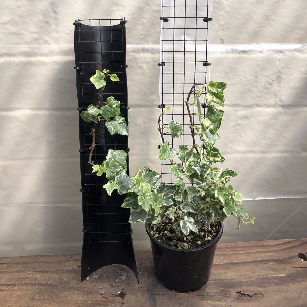 Propstick Mini 330mm | Compact Climbing Plant Support Pole